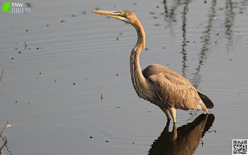 Purple Heron